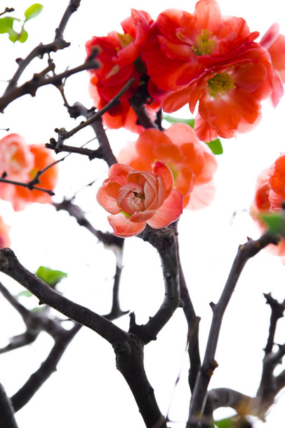 Zimna zima, różowe kwiaty śliwki - Zdjęcie, obraz