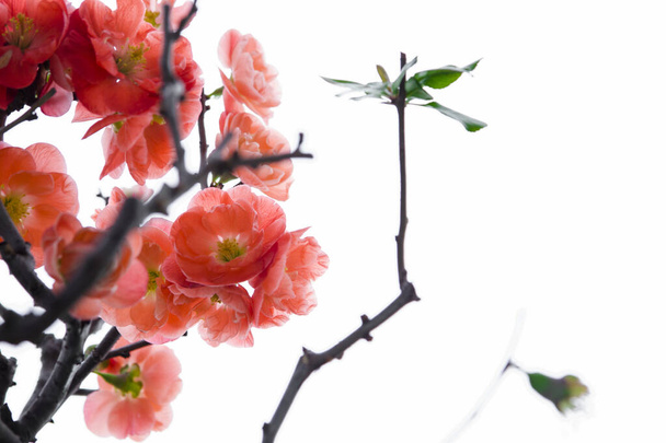 Cold winter, pink longevity plum blossoms - Photo, Image