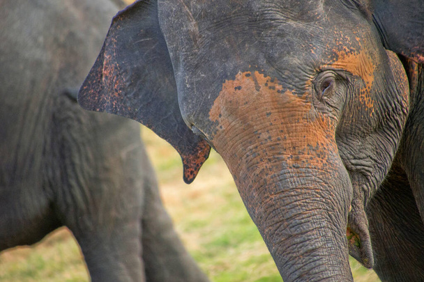 Elefante de Sri Lanka, Elephas maximus maximus, Parque Nacional Minneriya, Sri Lanka, Asia - Foto, Imagen