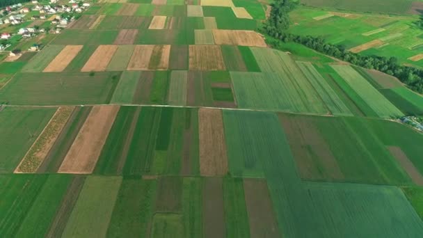 Dron vliegen boven verbazingwekkende mooie boerderij veld met weelderige organische vegetatie. - Video