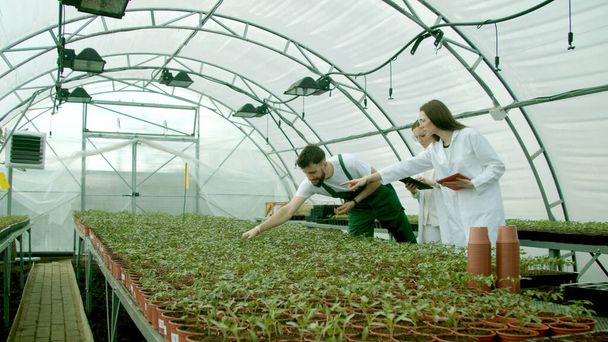Agricoltore che mostra colture in crescita ai giovani scienziati
 - Foto, immagini
