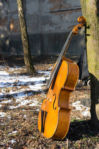 Cello über die Natur im Winter - Foto, Bild