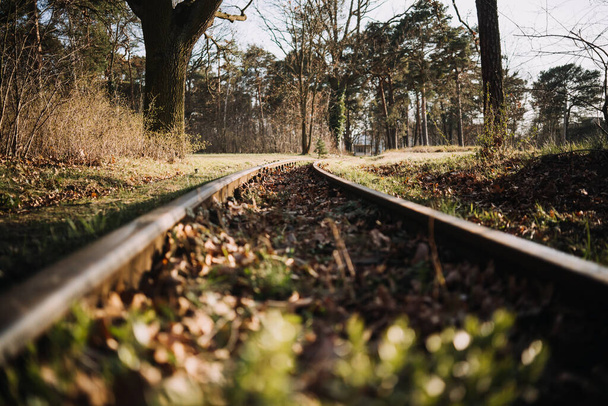 railroad in the forest in spring time - 写真・画像