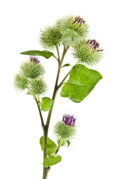 Inflorescence of Greater Burdock. - Photo, Image