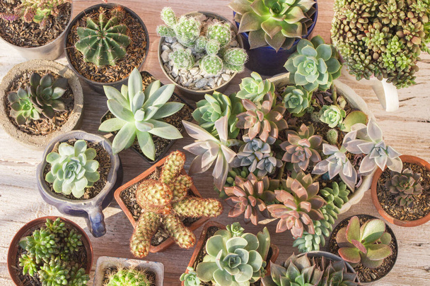 Verzameling van cactussen en vetstoffen op hout, close-up afbeelding - Foto, afbeelding