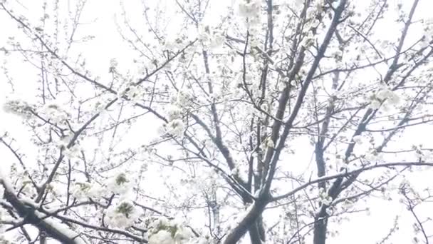 Cedo primavera cereja floresce e tarde neve. Tiro de baixo com flocos de neve em direção à câmera
. - Filmagem, Vídeo