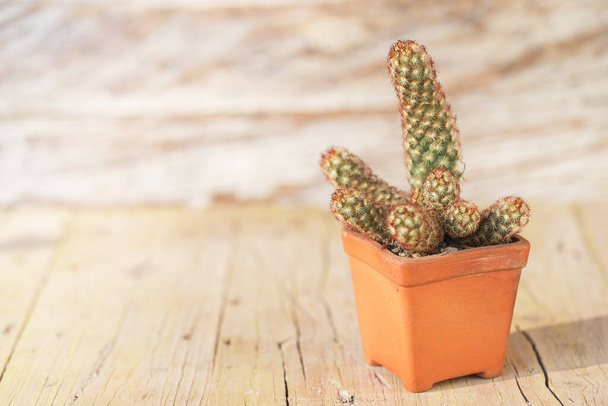 Planta de cactus en maceta sobre la mesa, imagen de primer plano
 - Foto, Imagen