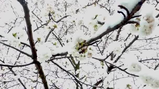 Cedo primavera cereja floresce e tarde neve. Tiro de baixo com flocos de neve em direção à câmera
. - Filmagem, Vídeo