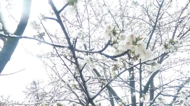 Primavera temprana flores de cerezo y nieve tardía. Disparo desde abajo con copos de nieve hacia la cámara
. - Metraje, vídeo