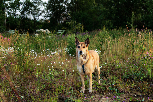 Cute wolfdog looking at camera and standing on green grass on summer day in field - Photo, Image