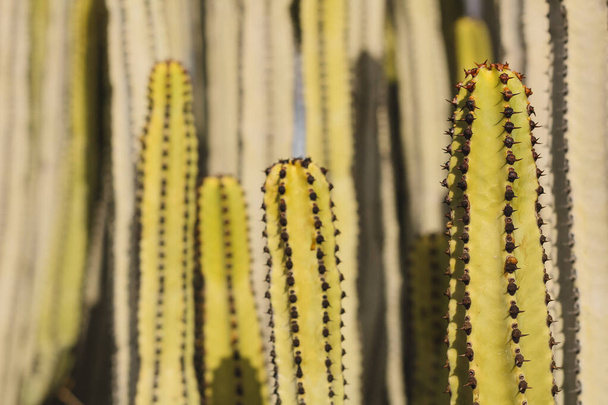 Euphorbia canariensis dans son habitat naturel
 - Photo, image