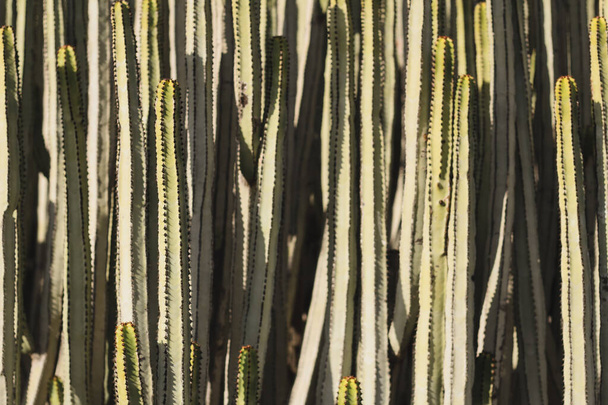 Euphorbia canariensis no seu habitat natural
 - Foto, Imagem