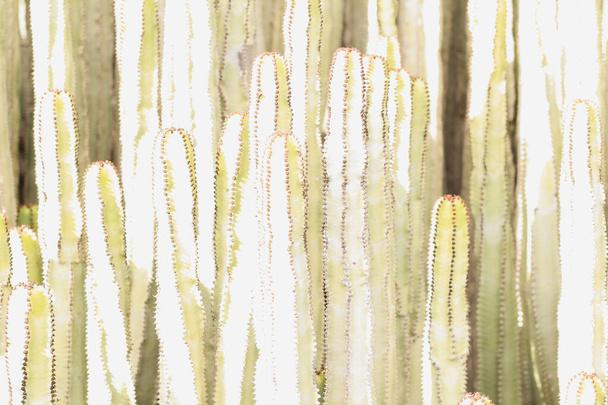 Euphorbia canariensis természetes élőhelyén - Fotó, kép