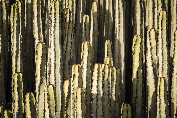 Euphorbia canariensis en su hábitat natural
 - Foto, Imagen