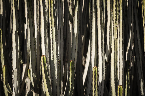 Euphorbia canariensis természetes élőhelyén - Fotó, kép