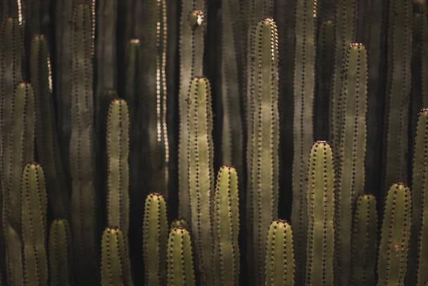 Euphorbia canariensis w swoim naturalnym środowisku - Zdjęcie, obraz