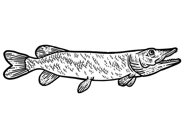 Big predatory fish pike. T-shirt apparel print design. Scratch board imitation. Black and white hand drawn image. - Vector, Image