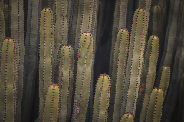 Euphorbia canariensis dans son habitat naturel
 - Photo, image