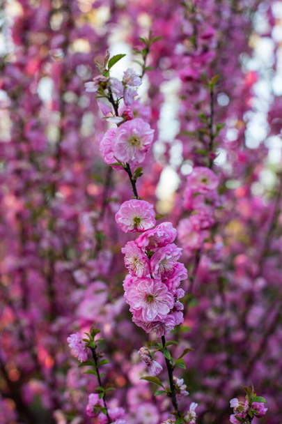 closeup of pink almond three-lobed, tibial tonsil (Prunus triloba Lindl.) branch blossoming, a species of shrub, belonging to the genus Prunus. Occurs most often in China and Korea - 写真・画像