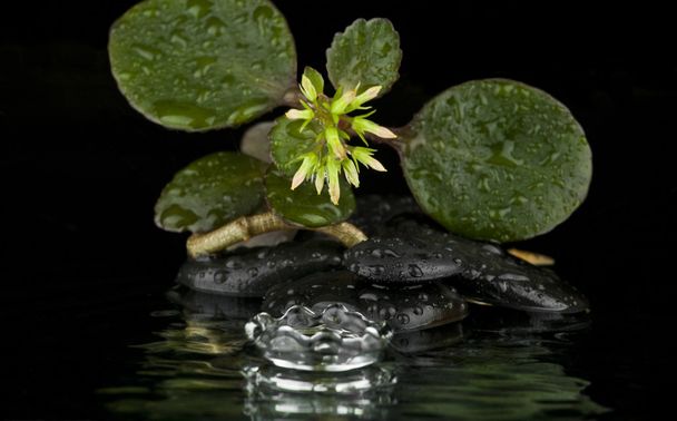 květina na skalách s kapkami vody - Fotografie, Obrázek