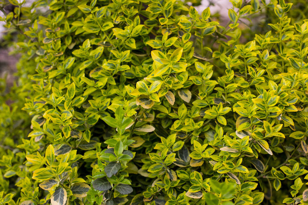 close-up de buxus microphylla (buxus microphylla) em um arbusto, folhas branco-verdes
 - Foto, Imagem