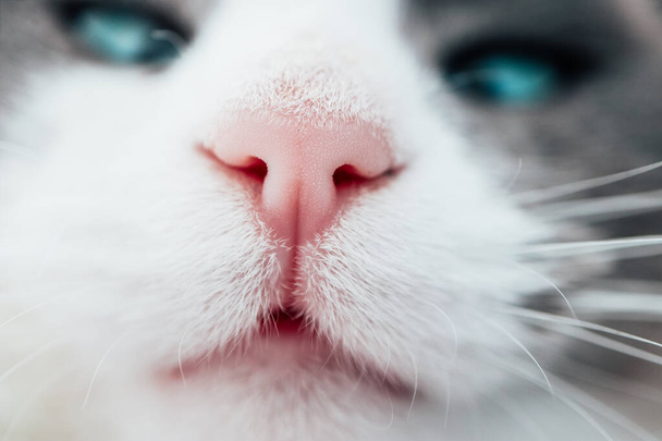 Lovely funny kitten face. White cat's nose, macro view. Curious animal portrait close up. - Photo, image