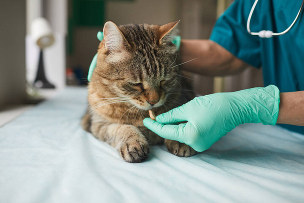 医者が猫に薬をあげて - 写真・画像