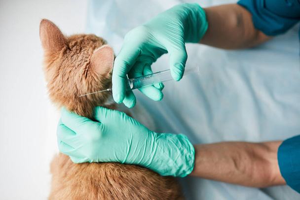 Vet doctor making vaccination - Photo, Image