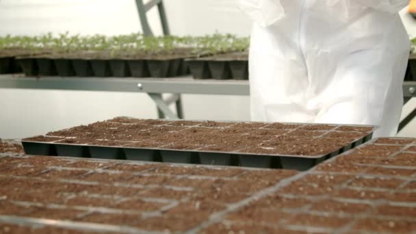 Agricultores plantam sementes em estufa
 - Filmagem, Vídeo
