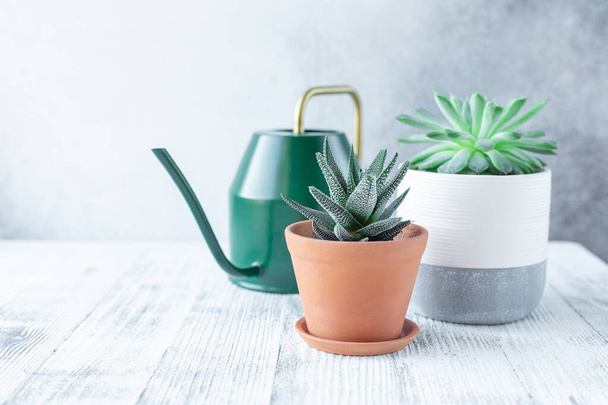 Succulents in ceramic pots and watering can. Potted cactus house plants on white table against stone wall - Image - Foto, imagen