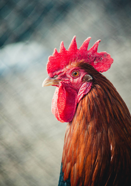 Tavukların arasında bir çiftlikte baş horozu - Fotoğraf, Görsel