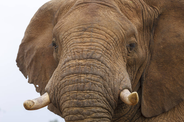 Elefante africano ou elefante africano de savana (Loxodonta africana). Província do Noroeste. África do Sul
 - Foto, Imagem