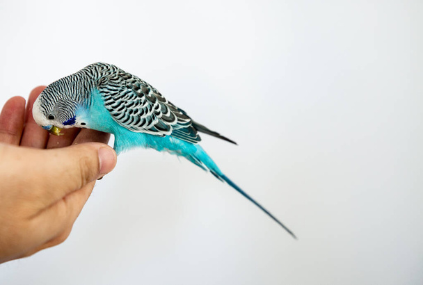 синій і зелений папуга на руці, ізольовані
 - Фото, зображення