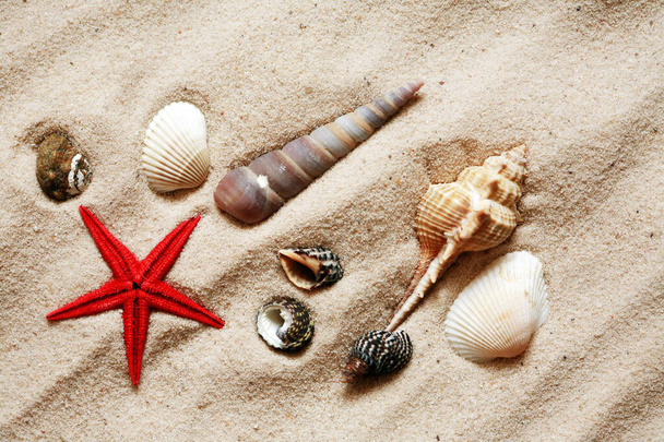 Ensemble de divers coquillages de mer en gros plan sur fond de sable
 - Photo, image