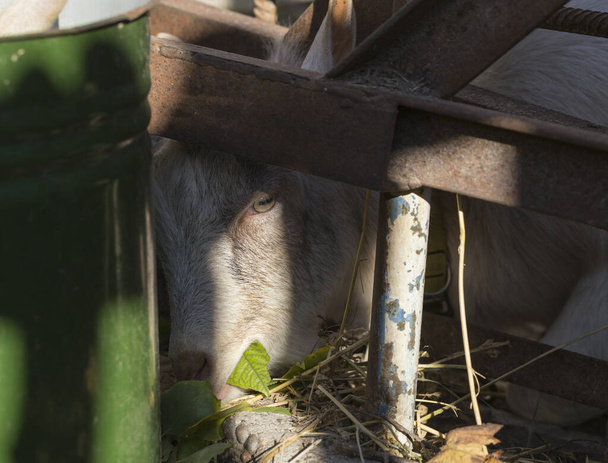 Goat breeding. The animal eats leaves. A young male Goat in a cattle pen. The farming of livestock. - Photo, Image