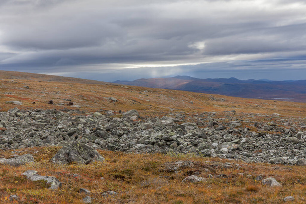 View of the valley. Northern Sweden, Sarek National Park in stormy weather in autumn. selective focus - Фото, изображение