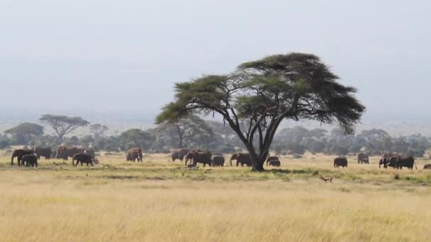 Elefantenherde im Amboseli Nationalpark. Die Gruppe ist auf Nahrungssuche und weidet im Schatten eines Akazienbaums. Sichtbarer Hitzedunst zeigt die hohen Tagestemperaturen - Filmmaterial, Video