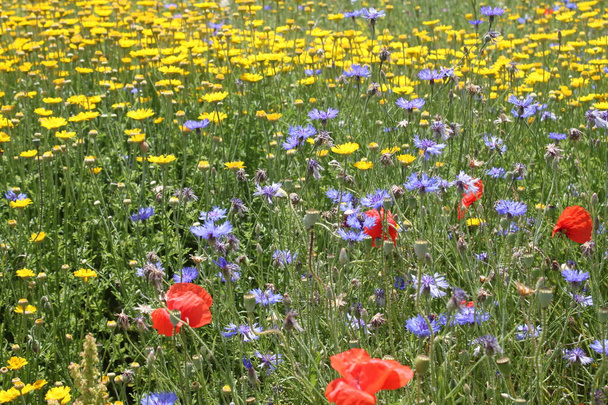 um prado com belas flores
 - Foto, Imagem