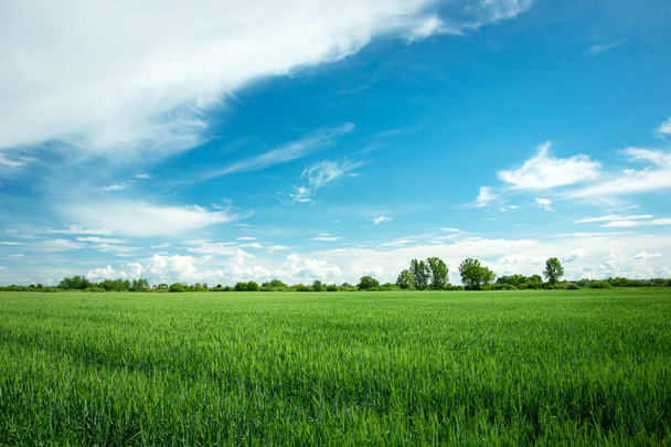 Green grain field, horizon and white clouds on blue sky, spring view - Fotó, kép