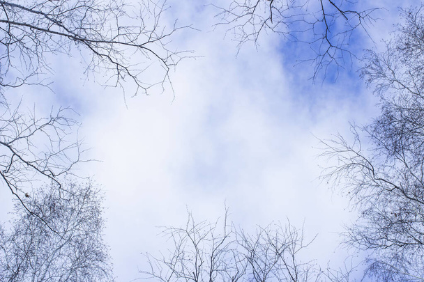 bare birch branches on a background of blue sky with clouds - Фото, изображение