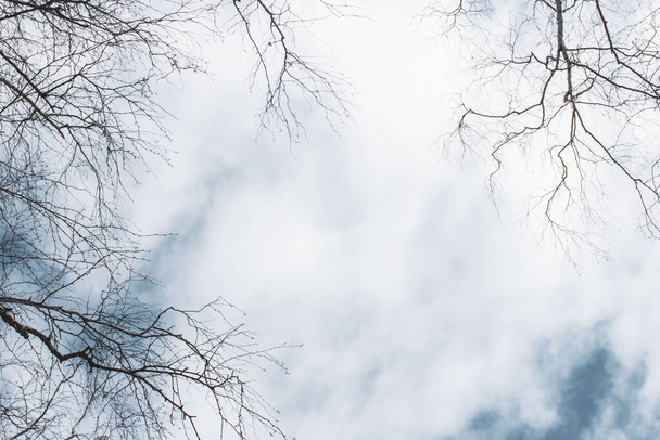 bare birch branches on a background of blue sky with clouds - Foto, imagen