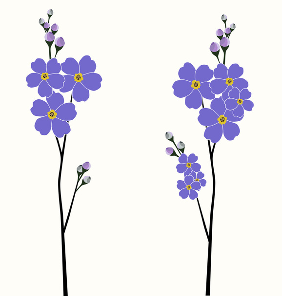 Illustration der schönen Vergissmeinnicht-Blumen - Vektor, Bild