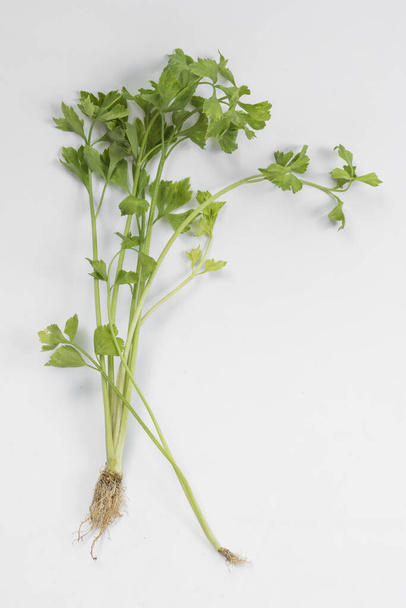 Parsley isolated on a white background - Foto, immagini