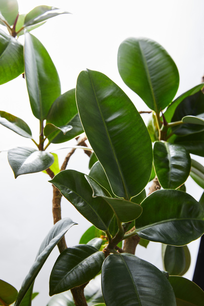Selective focus of ficus leaves on white background - Foto, Bild