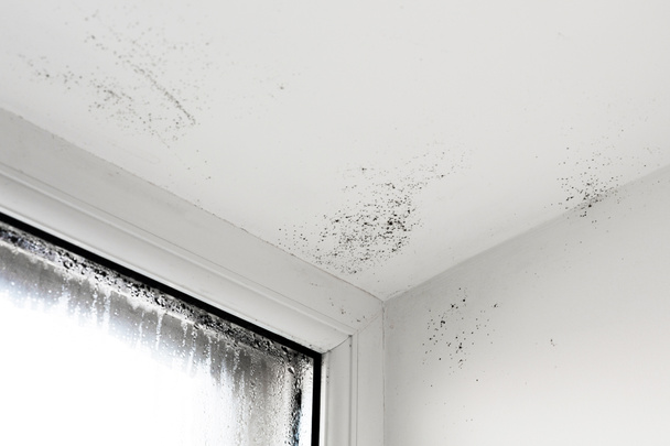 L'humidité attaque le mur. moisissure sur la fenêtre. Fenêtre de la maison avec humidité et condensation
. - Photo, image