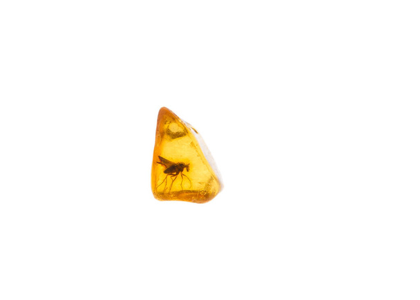 Kleine vlieg gevangen in een stuk Baltische amber, oude boomresidu was. Insecten af en toe gevonden in Baltische amber dateert van tussen 30 - 90 miljoen jaar geleden. - Foto, afbeelding
