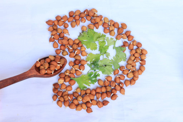 新鮮な発芽したひよこ豆を白い背景に - 写真・画像