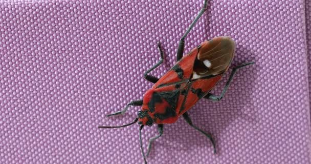 Grande inseto (Pyrhocoris Apterus) em uma caixa rosa. Close Up View / Macro Shot - Resolução DCi 4K
 - Filmagem, Vídeo