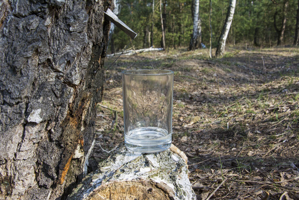 In una foresta primaverile, in una giornata di sole brillante, il succo scorre da una betulla in un bicchiere. Primo piano
. - Foto, immagini
