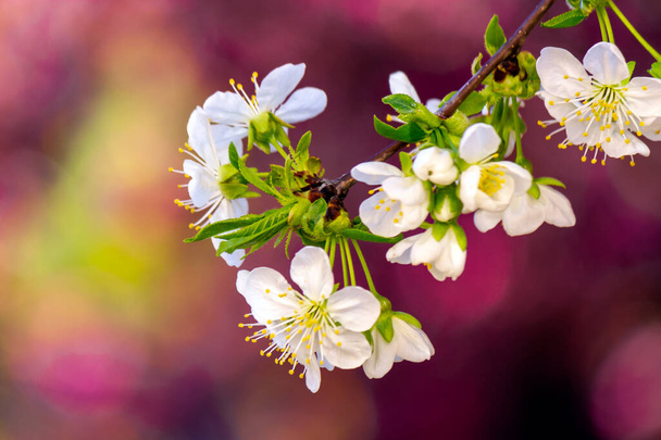 Μικρά άσπρα λουλούδια μήλου σε μια ηλιόλουστη μέρα. όμορφο τοπίο της φύσης σε ένα ροζ ανθισμένο φόντο την άνοιξη - Φωτογραφία, εικόνα